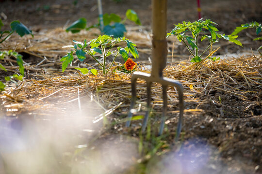 Fourche dans la terre d'un jardin potager au printemps.