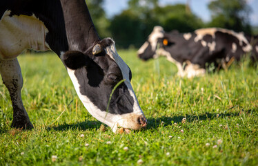 Vache laitière en train de brouter l'herbe vert dans les champs.