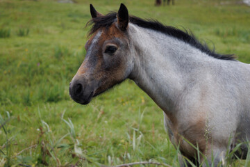 Obraz na płótnie Canvas Irish horse in the field