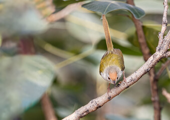 A Tailor bird on a branch ready to take off