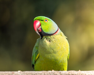 A Rose Ringed Parakeet looking up