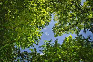 Fototapeta premium green leaves against the sky