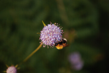 Bumblebee on a flower