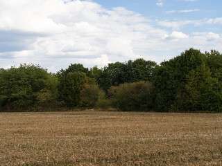 Obraz premium Dry, harvested field in front of a grove.