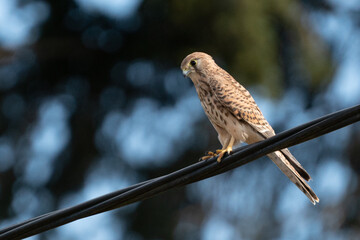A hawk on a power line watches the area.