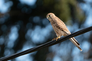 A hawk on a power line watches the area.