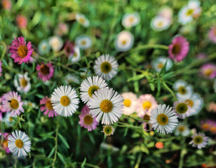 daisies in a garden
