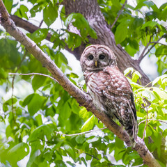 Northern Barred owl.Chesapeake and Ohio Canal National Historical Park.Maryland.USA
