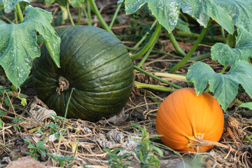 A green and an orange pumpkin in the field.