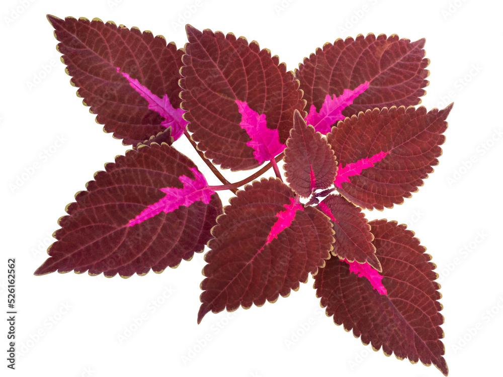 Wall mural red and green leaves of the coleus plant or plectranthus scutellarioides or solenostemon scutellario