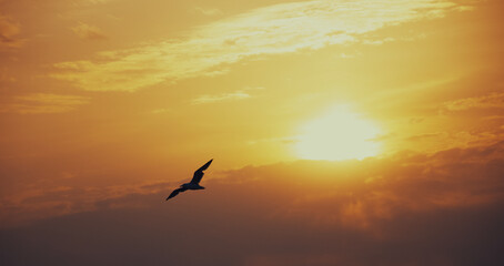 seagull in the sunset