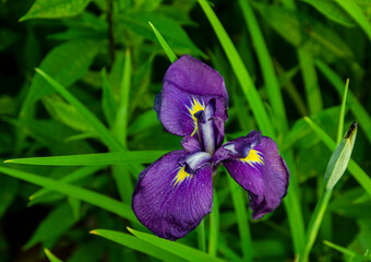purple iris flower
