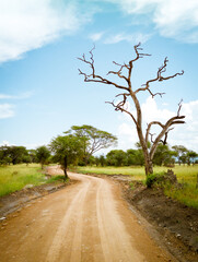 African landscape road during safari drive in Tarangire National Park, Tanzania