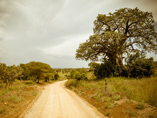 Safari drive along baobab in Tarangire National Park safari, Tanzania
