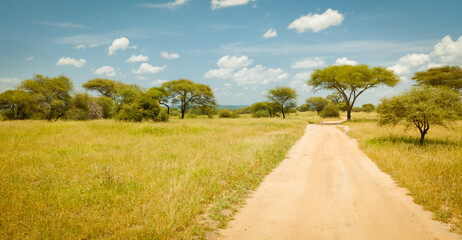 Safari drive through savannah with acacia trees in Tarangire National Park, Manyara Region, Tanzania, East Africa. 
