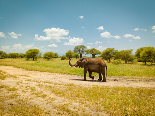 Fototapeta premium Old lonely elephant on the road in Tarangire National Park safari, Tanzania