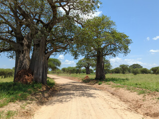 Safari drive along a huge baobab and acacia trees in Tarangire National Park safari, Manyara Region, Tanzania, East Africa. 