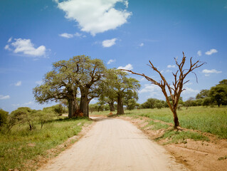 Safari drive along a huge baobab and acacia trees in Tarangire National Park safari, Manyara...