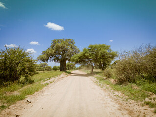 Safari drive along a huge baobab and acacia trees in Tarangire National Park safari, Manyara...