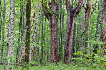 Obraz premium Forest of old-grown plack pines, Crna Poda Nature reserve Montenegro