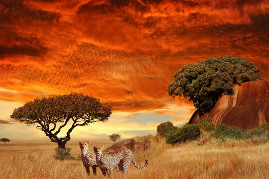  Cheetahs in the African savanna at sunset. Serengeti National Park. Tanzania. Africa.
