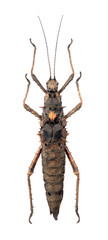 Haaniella dehaani (female)
Tessellated Spiny Flying Stick in White Background