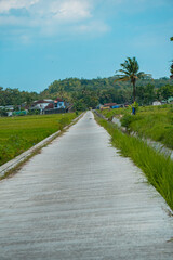 A small cement road that cuts through green rice fields in a very quiet and peaceful rural area