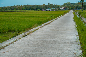 A small cement road that cuts through green rice fields in a very quiet and peaceful rural area