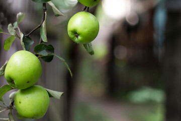 apples on a branch