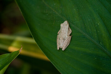 This unique and contrasting white tree frog is sitting quietly on a wide green leaf in the middle of the forest, close up and bokeh photographed