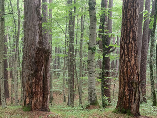 Naklejka premium Forest of old-grown plack pines, Crna Poda Nature reserve Montenegro
