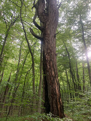 Forest of old-grown plack pines, Crna Poda Nature reserve Montenegro