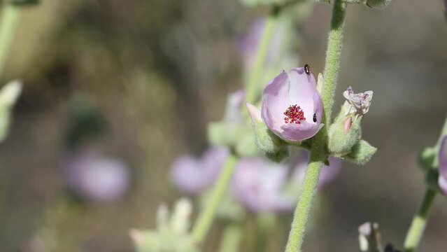 Pink flowering determinate cymose spike inflorescence of Malacothamnus Orbiculatus, Malvaceae, native perennial monoclinous deciduous shrub in the Western Mojave Desert, Springtime.