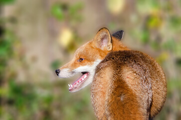 Red Fox (Vulpes Vulpes)  from behind,  close up, head turned left. taken on scrub land near an urban area, Nottingham, United Kingdom