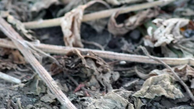 Drought with dry and withered sunflowers in extreme heat periode with hot temperatures and no rainfall due to global warming causes crop shortfall with water shortage on agricultural sunflower fields