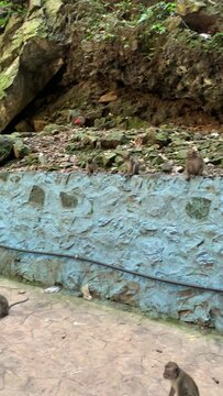 Singes des grottes de Batu &agrave; Kuala Lumpur - Malaisie