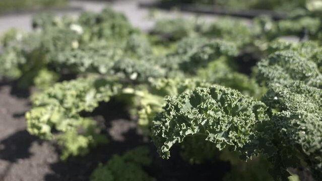 Close up of kale vegetable growing in field
