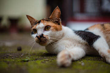 Close up and bokeh of an over 5 year old tricolor mother cat relaxing and playing on the back porch