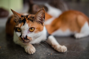 Close up and bokeh of an over 5 year old tricolor mother cat relaxing and playing on the back porch