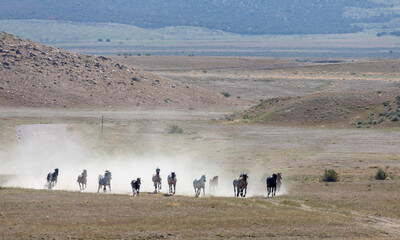 Wild Horses Running in the Utah Desert