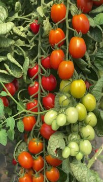 vertikal, Hochformat Video von gr&uuml;nen, unreifen und roten, reifen Tomaten am Strauch