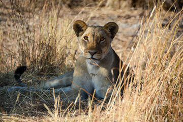 Young female lion resting in Hwange Nationalpark Zimbabwe