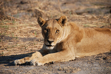 Female lion resting in Linyanti area, Namibia