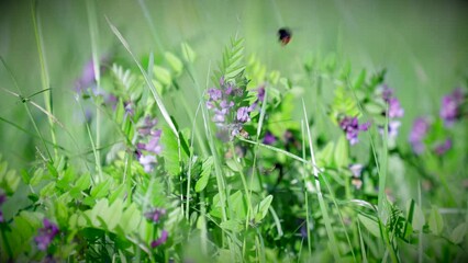 Footage of a bumblebee gathering nectar in the floral meadow