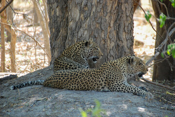 Two leopards resting after hunt in the shadow of a tree, okavango delta, botswana.