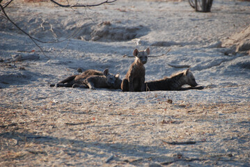Hyena puppies outside den in evening sunlight in Okavango delta, Botswana