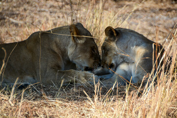 Old and young female lion tenderly touching in Hwange Nationalpark Zimbabwe