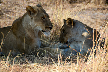 Old and young female lion resting in Hwange Nationalpark Zimbabwe