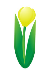 Yellow tulip on a white background. Vector illustration