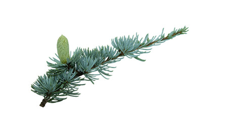 A little twig with a green cone of Cedrus atlantica, known Atlantic cedar or Blue Atlas cedar tree. 